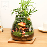 苔藓微景观生态瓶diy创意植物玻璃盆栽办公室植物龙猫桌面摆件