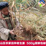 【千村百味】老生姜500g 广西农家自种老姜香辣生姜 可调配红糖水