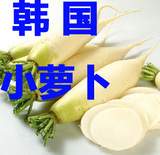 韩国小萝卜种子 白萝卜籽萝卜泡菜原料 蔬菜种子 5克5-6百粒精选