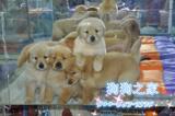 重庆狗狗之家宠物店重庆名犬舍纯种金毛幼犬实体店带质保出售可选