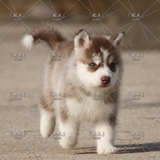「起点」出售纯种活体哈士奇雪橇犬幼犬宠物狗狗黑白灰色№红色10
