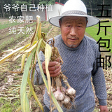 2015年山东特产干生大蒜头包邮农家自种紫皮大蒜有机蔬菜500g批发