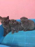 英国短毛猫 幼崽蓝猫 宠物猫 可爱纯种蓝猫 英短蓝猫活体公母