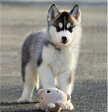 创奇哈士奇幼犬纯种三把火蓝眼重庆灰色中型活体宠物狗
