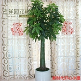 仿真发财树盆栽塑料假树绿色植物大型中盆景家居客厅落地花艺装饰