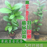 高70-100cm黄抱茎金花茶树苗盆栽带土包邮 观赏价值高的抱茎茶花