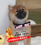 高品质赛级日本柴犬纯种幼犬出售 精品小型短毛宠物狗适合家养