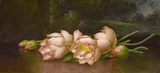 名画复制品美国油画海德heade 有山水画背景的莲花 荷花装饰画