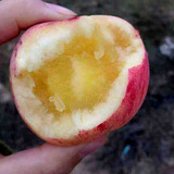 【2016年野苹果】冰糖心 农家自产 微酸 小红富士 6斤包邮