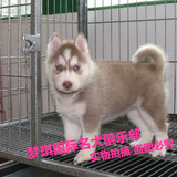 纯种血统赛级哈士奇犬幼犬 出售红色双蓝眼哈士奇雪橇犬宠物狗狗