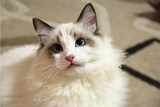 CFA注册猫舍 纯种猫 布偶猫幼猫 双色 如意宝宝 幼猫弟buou2