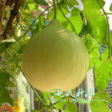 蔬菜瓜果农家圆瓢菜葫芦种子圆瓢菜 可做瓢 瓠子 庭院种植 老口感