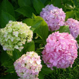 3棵包邮 八仙绣球花苗盆栽 当年开花花卉植物 八仙花阳台庭院绿植