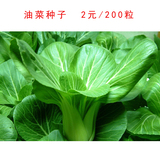 油菜种子 菜心菜苔种子 青菜 油菜籽 阳台种菜 盆栽蔬菜 四季可播