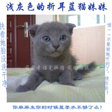 英短蓝猫出售 纯种英国短毛猫 蓝猫折耳 蓝猫妹妹宠物俄蓝异短