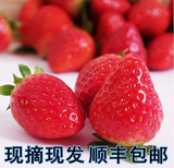 红颜草莓冬季新鲜草莓 现摘孕妇有机奶油水果 江浙沪2斤顺丰包邮
