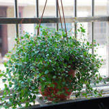 新家装修 办公室内观叶花卉 盆栽植物 千叶吊兰 吸有害气体 甲醛