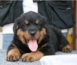 出售纯种赛级德系罗威纳幼犬，大型犬护卫犬防暴犬活体宠物狗狗