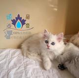 [新家已定]纯种血统 稀有乳白色 高地长毛猫 幼猫MM
