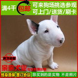 纯种牛头梗犬幼犬出售 标准迷你宠物狗 赛级血统活体家养鹅蛋脸30
