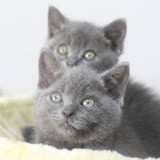 英国短毛猫 蓝猫 俄罗斯蓝猫 立耳蓝猫 公猫 活体猫 宠物猫