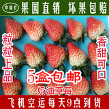 特级奶油草莓新鲜现摘一盒常年供应满5盒广东顺丰包邮