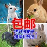 兔子活体包邮宠物兔小兔子兔宝宝公主兔熊猫兔小灰兔黑兔兔宝宝