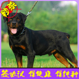 德系罗威纳活体幼犬大骨骼忠诚犬家养大型宠物狗出售北京可送货3