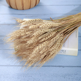 天然麦穗干花（10支）小麦穗拍照道具拍摄拍照背景真大麦子装饰品