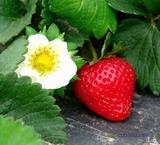 蔬菜冬季种子【四季草莓种子】盆栽草莓种子 食用观赏 袋装30粒