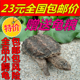包邮北美佛鳄龟4-12CM鳄鱼龟大小鳄龟苗乌龟活体宠物龟水陆龟全品