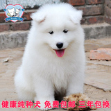 西伯利亚雪橇犬纯种萨摩耶幼犬狗狗出售 微笑天使真正的好萨摩