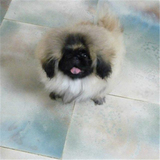 出售纯种北京京巴幼犬赛级宫廷犬超可爱长不大雪白的宠物狗狗36
