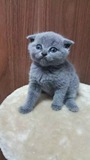 全国空运 英短蓝猫宠物宝宝MMDD 可爱猫 血统纯正 自家繁殖包活