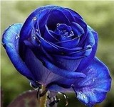 精品玫瑰花苗 盆栽玫瑰苗  深蓝色玫瑰花 盆栽花卉