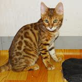 宠物猫咪 纯种猫孟加拉豹猫 大玫瑰纹 种公猫对外配种