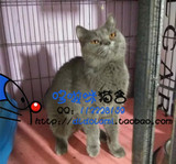 哆啦咪CFA注册猫舍 出售 精品 纯种 成母英短蓝猫    己售