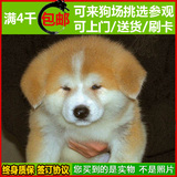 纯种秋田犬 幼犬出售 赛级双血统 美系日本柴犬 健康家养宠物狗14