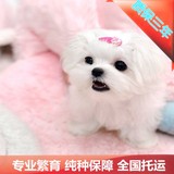 犬舍促销纯种马尔济斯宠物狗幼犬出售长毛北京可送货打折还有用品