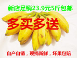 大蕉大芭蕉banana广东新鲜有机绿色农产品大蕉酸甜可口5斤包邮