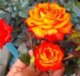 盆栽玫瑰 变色钻石玫瑰，金香火焰，花香，花由黄变红，精致好看