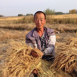 东北大米 良心农场 稻花香1号250g农家自产绿色大米 满10斤包邮