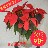 一品红圣诞礼品节日庆典雾霾北京绿植盆栽花卉办公室内四季植物