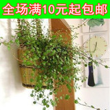 净化空气 垂吊盆栽 花卉千叶吊兰  新房的绿色清新剂