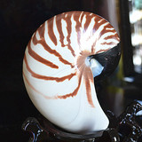 海南四大名螺之一鹦鹉螺 天然贝壳海螺摆件 三亚游礼品海螺 批发