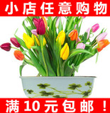 四季种子 春播进口郁金香花卉种子阳台盆栽四季四季种 混色20粒