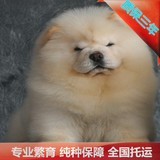 出售纯种美系肉嘴松狮狗狗赛级幼犬中型宠物狗北京犬舍可送货打折