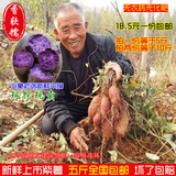 农家自种新鲜紫薯 沂蒙山特产新鲜红薯 紫山芋 富硒紫地瓜