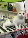 ◤萌爱猫舍◥(米兰达MM)纯种猫种母展示*美国短毛猫银三花起司猫