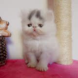 自家繁育蓝白梵文加菲猫宠物猫咪纯种MM母猫活体（已定）（上海）